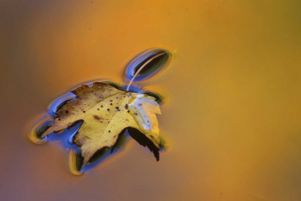 MI, Maple leaf floating on water surface art print by Mark Carlson for $57.95 CAD