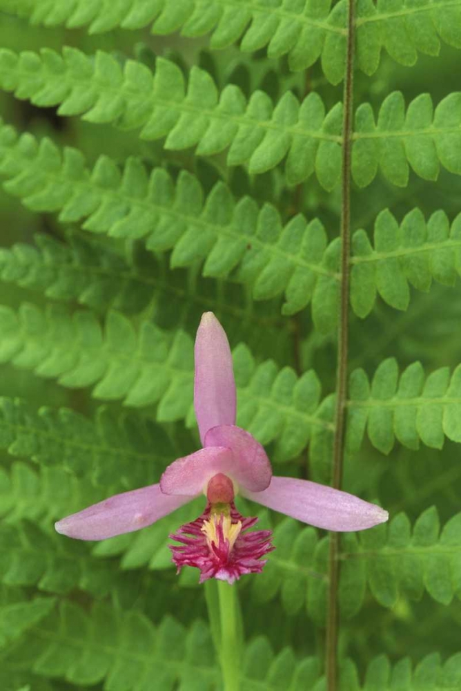 MI, Rose pogonia orchid and marsh fern in spring art print by Mark Carlson for $57.95 CAD