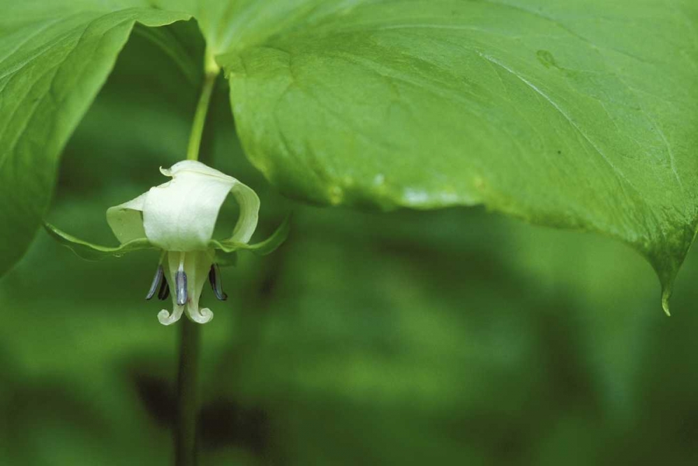 MI, Trillium flower hangs beneath leaf in spring art print by Mark Carlson for $57.95 CAD