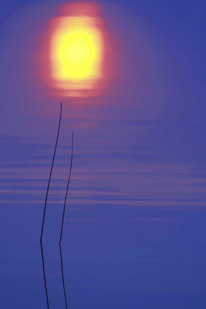 Michigan, Rushes and sunset reflection in lake art print by Mark Carlson for $57.95 CAD