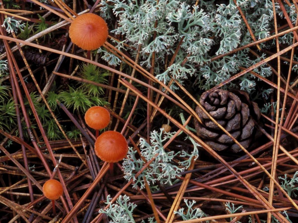 MI, Forest floor with mushrooms and leaf litter art print by Mark Carlson for $57.95 CAD