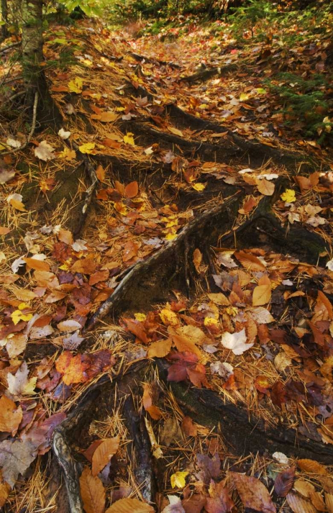 MI, Roots of trees with fallen leaves in autumn art print by Nancy Rotenberg for $57.95 CAD