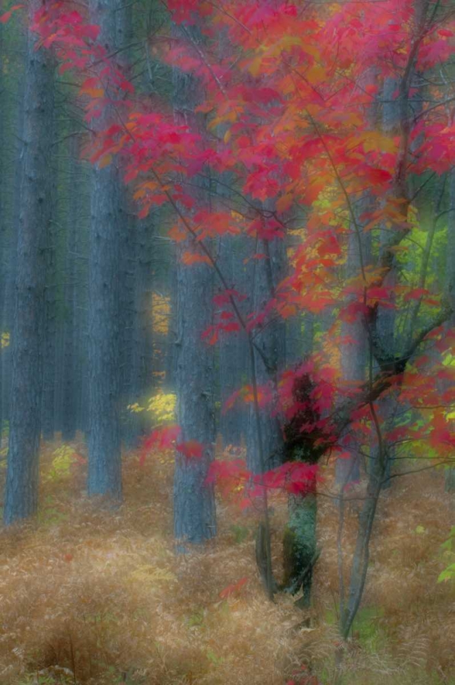 Michigan Soft focus of a forest in autumn color art print by Nancy Rotenberg for $57.95 CAD