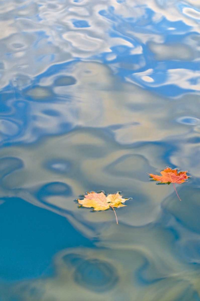 MI, Two leaves floating on Petes Lake art print by Nancy Rotenberg for $57.95 CAD