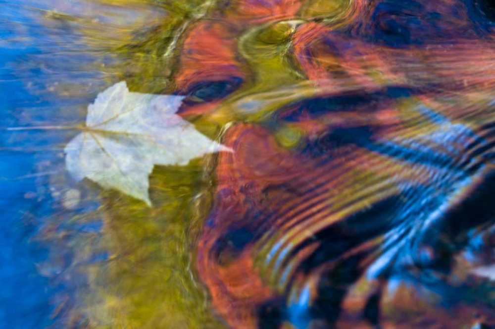 MI, Maple leaf and fall reflections in Bond Falls art print by Nancy Rotenberg for $57.95 CAD