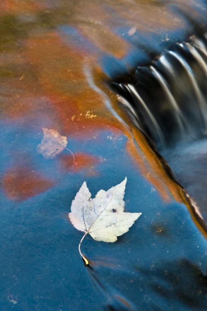 MI, Leaf floating in pond at Bond Falls art print by Nancy Rotenberg for $57.95 CAD
