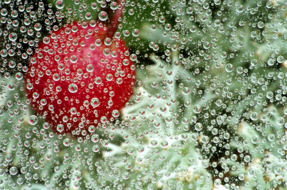 MI, Wintergreen berry and lichen through dew art print by Mark Carlson for $57.95 CAD