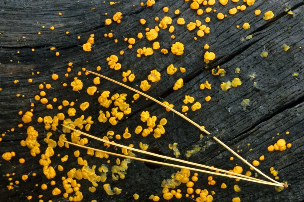 MI, White pine needle cluster and jelly fungus art print by Mark Carlson for $57.95 CAD