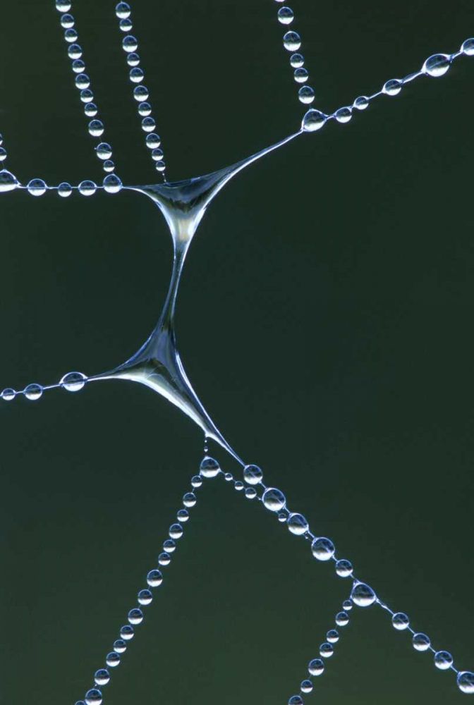 USA, Michigan Dewy web section with water span art print by Mark Carlson for $57.95 CAD