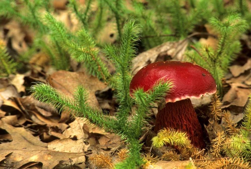 MI, Lower Peninsula Boletus frostii mushroom art print by Mark Carlson for $57.95 CAD