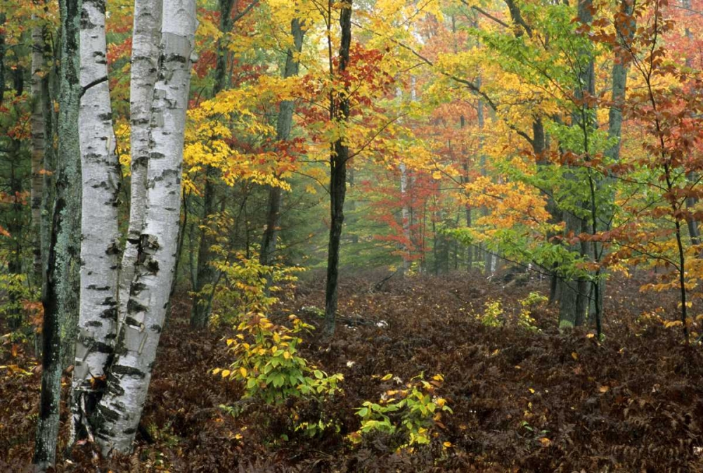 Michigan Forest in light fog and autumn colors art print by Mark Carlson for $57.95 CAD