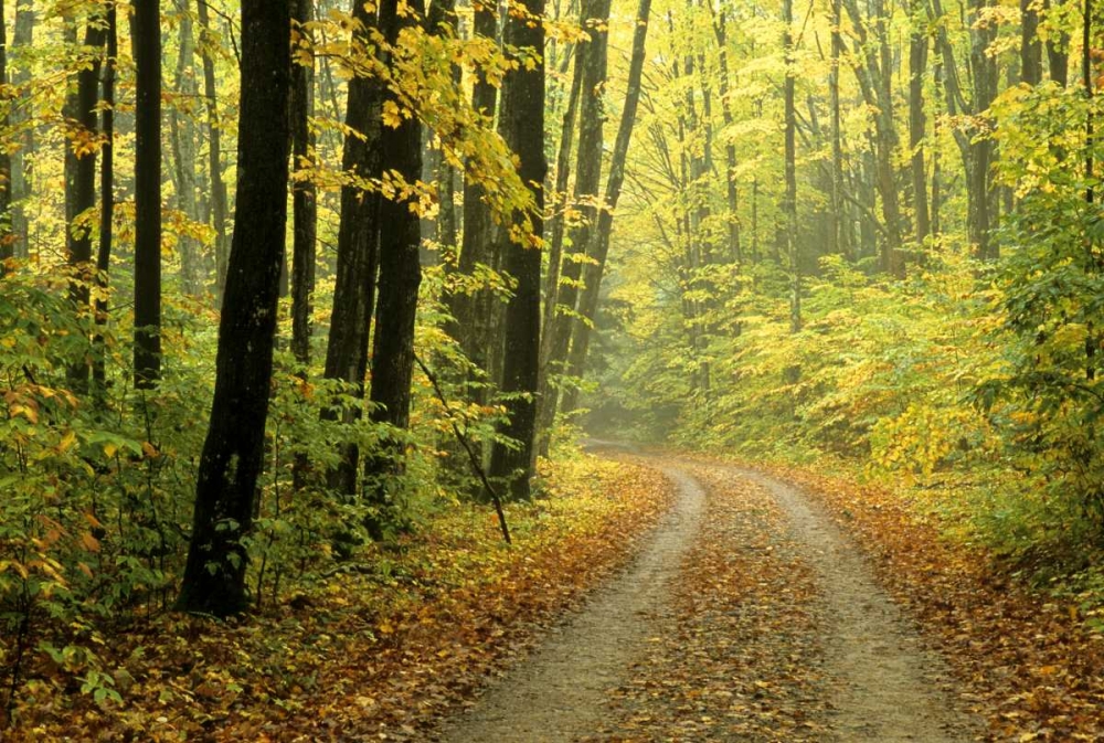 MI, Two-track road through woods in light fog art print by Mark Carlson for $57.95 CAD