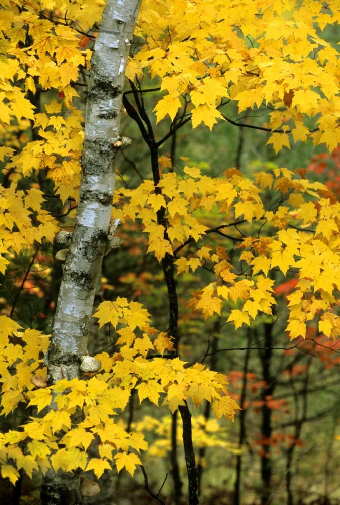 Michigan, Upper Peninsula Birch trees in autumn art print by Mark Carlson for $57.95 CAD