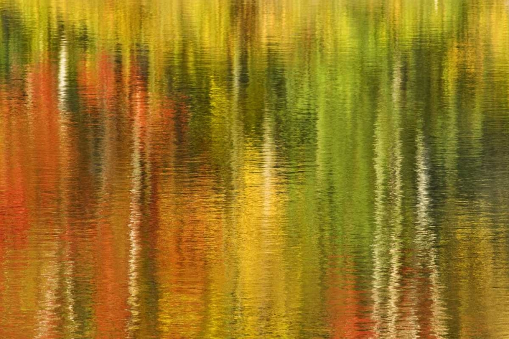 MI Reflection of autumn birch and maple trees art print by Marie Bush for $57.95 CAD