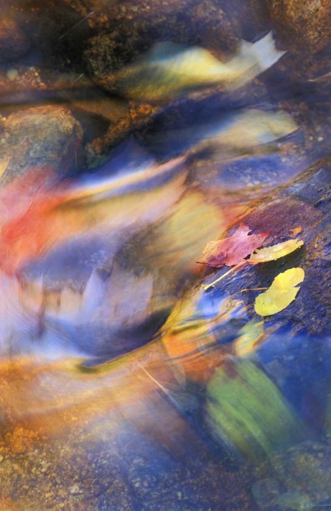 USA, Michigan Autumn leaves in stream art print by Nancy Rotenberg for $57.95 CAD