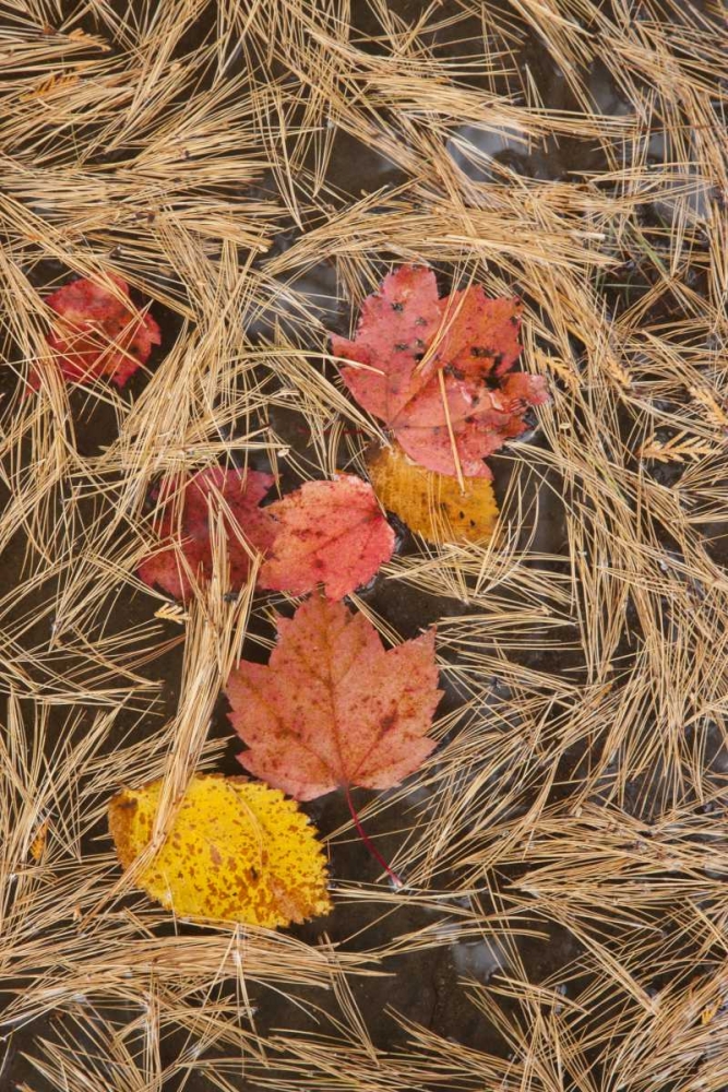MI, Autumn leaves and pine needles float in pool art print by Don Grall for $57.95 CAD
