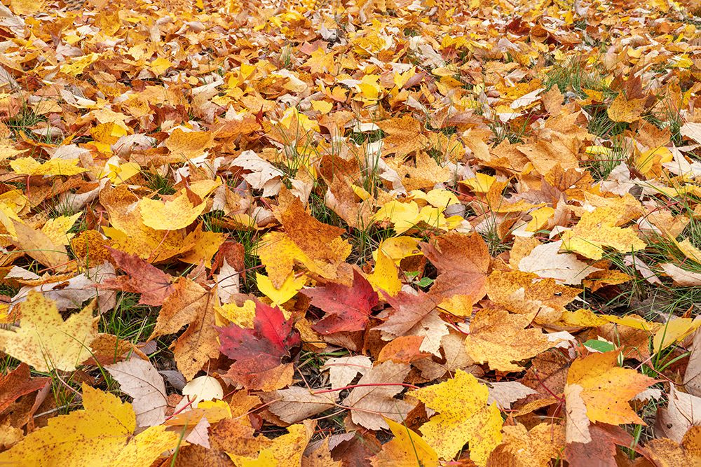 USA, Michigan, Ottawa National Forest. Close-up of fallen maple leaves on ground. art print by Jaynes Gallery for $57.95 CAD