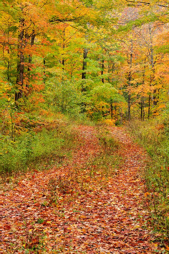 USA, Michigan, Ottawa National Forest. Trail in autumn-colored forest. art print by Jaynes Gallery for $57.95 CAD