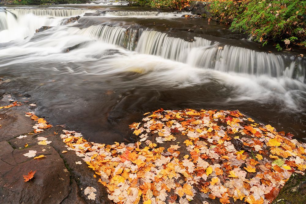 USA, Michigan, Ottawa National Forest. Fallen maple leaves and waterfalls on Ontonagon River. art print by Jaynes Gallery for $57.95 CAD