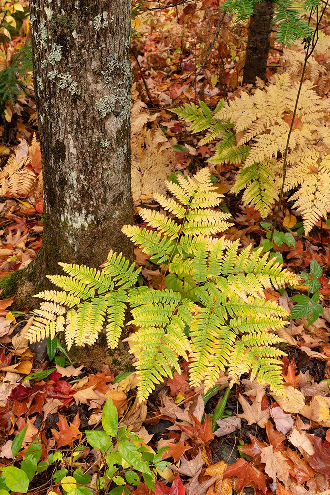 USA, Michigan, Ottawa National Forest. Bracken fern in autumn. art print by Jaynes Gallery for $57.95 CAD