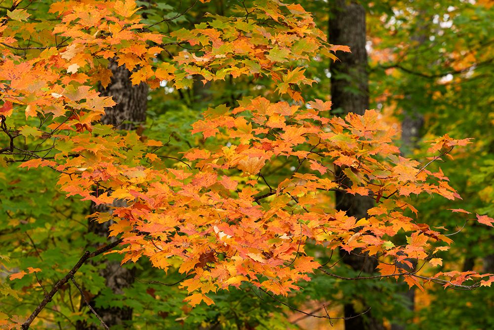 USA, Michigan, Ottawa National Forest. Close-up of maple leaves in autumn. art print by Jaynes Gallery for $57.95 CAD