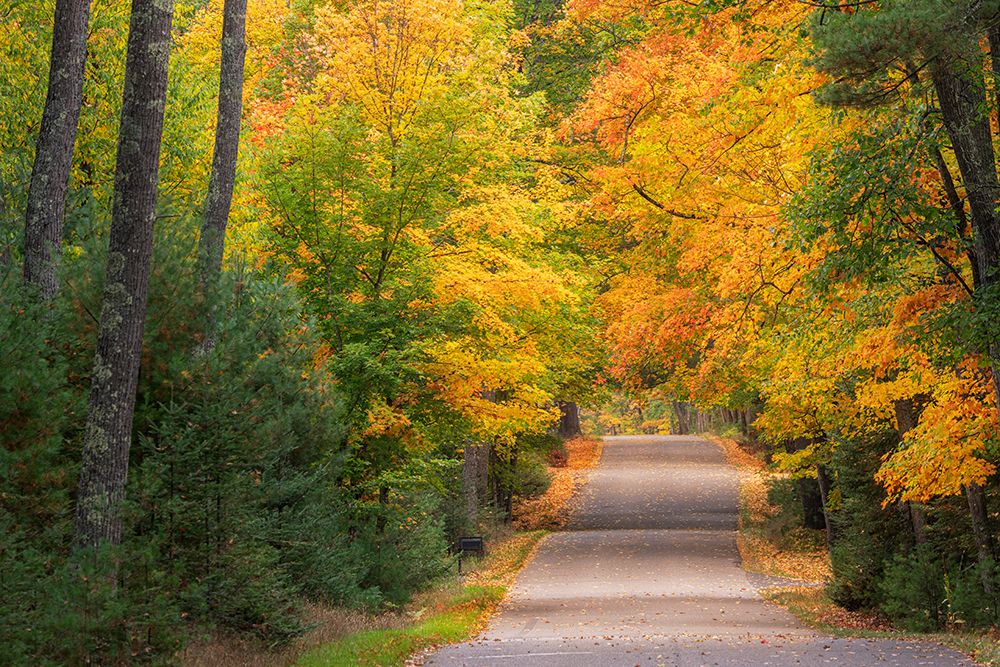 USA, Michigan, Ottawa National Forest. Road through forest in autumn. art print by Jaynes Gallery for $57.95 CAD