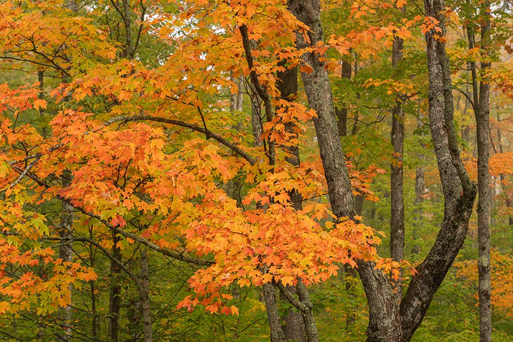 USA, Michigan, Ottawa National Forest. Scenic of maple leaves in autumn. art print by Jaynes Gallery for $57.95 CAD