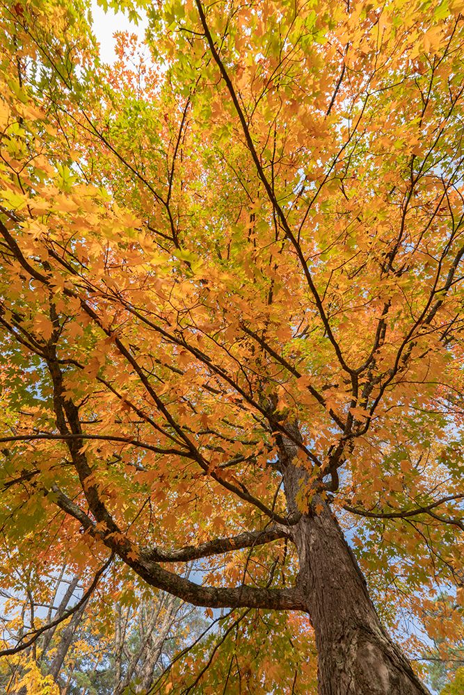 USA, Michigan, Ottawa National Forest. Scenic of maple tree foliage in autumn. art print by Jaynes Gallery for $57.95 CAD