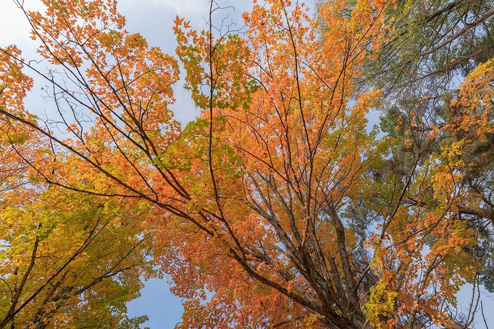 USA, Michigan, Ottawa National Forest. Scenic of maple leaves in autumn. art print by Jaynes Gallery for $57.95 CAD