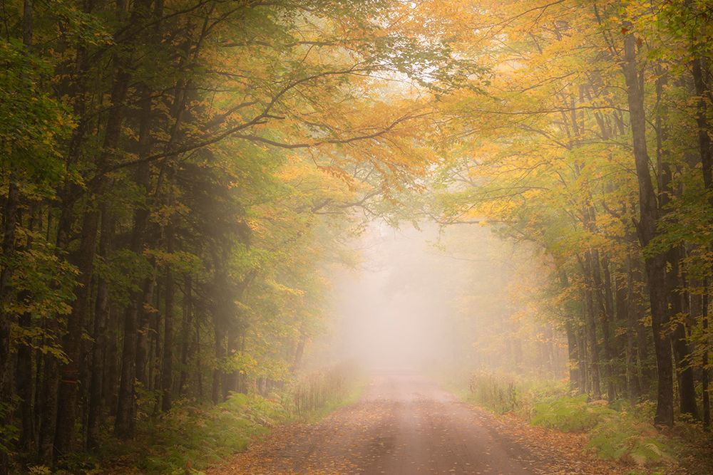USA, Michigan, Ottawa National Forest. Road through maple leaves and fog in autumn. art print by Jaynes Gallery for $57.95 CAD