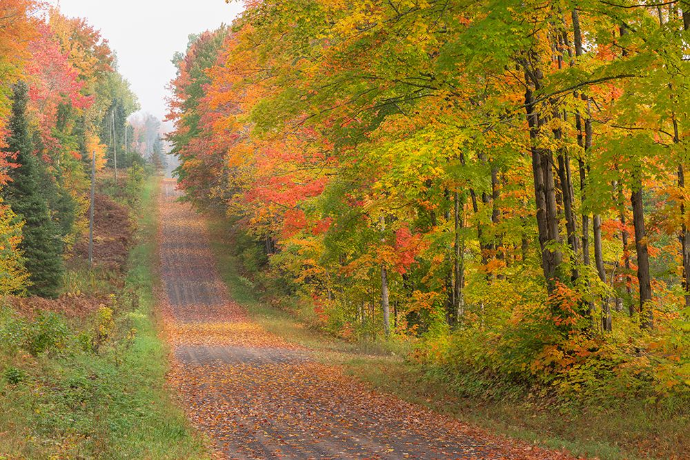 USA, Michigan, Ottawa National Forest. Landscape of road through forest in autumn. art print by Jaynes Gallery for $57.95 CAD
