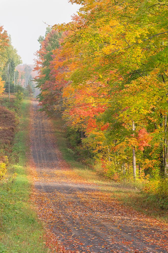 USA, Michigan, Ottawa National Forest. Landscape of road through forest in autumn. art print by Jaynes Gallery for $57.95 CAD