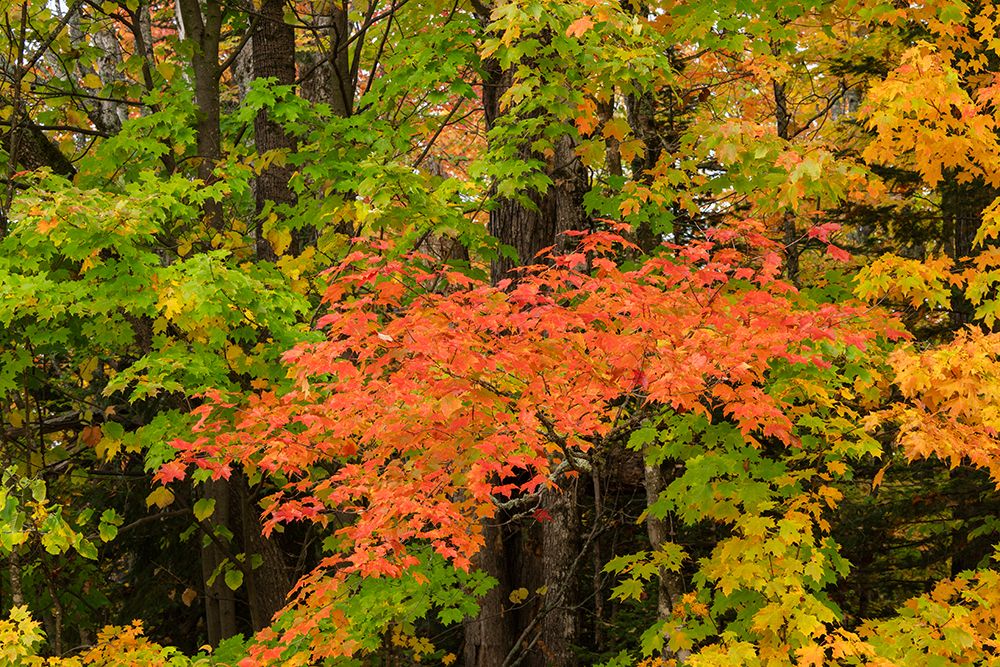 USA, Michigan, Ottawa National Forest. Scenic of maple leaves in autumn. art print by Jaynes Gallery for $57.95 CAD