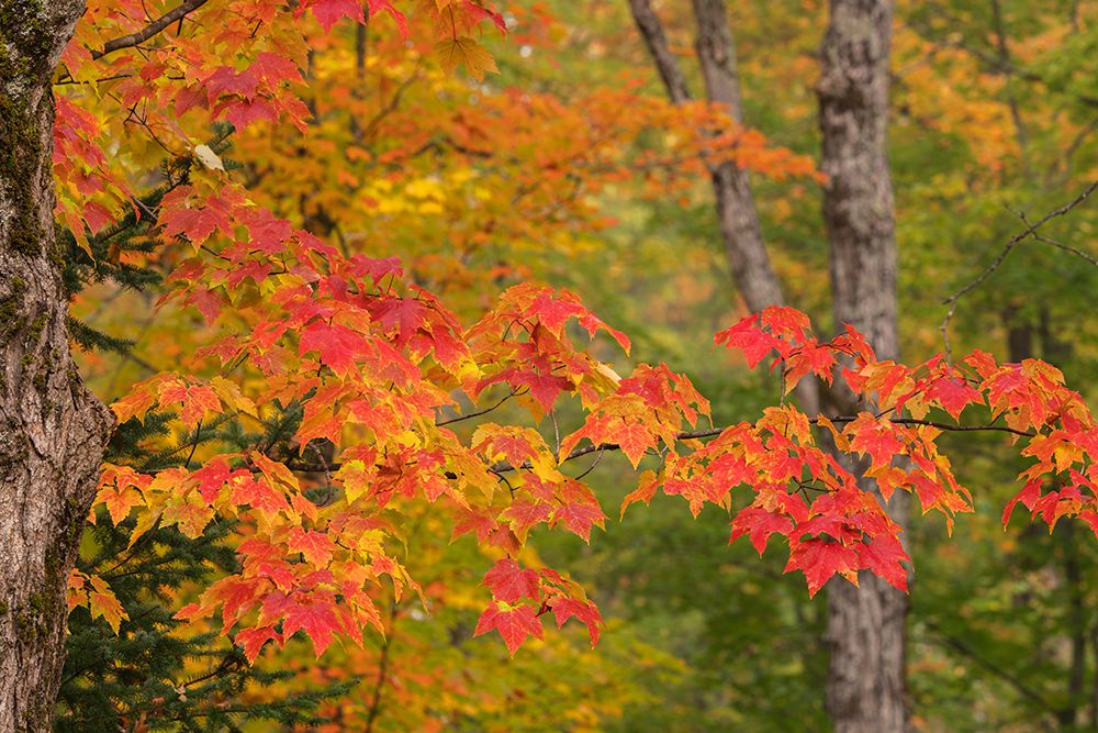 USA, Michigan, Ottawa National Forest. Close-up of maple leaves in autumn. art print by Jaynes Gallery for $57.95 CAD