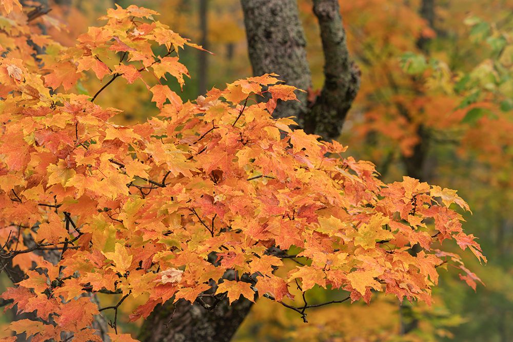 USA, Michigan, Ottawa National Forest. Close-up of maple leaves in autumn. art print by Jaynes Gallery for $57.95 CAD