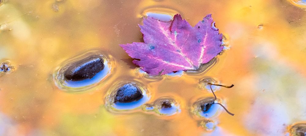 US-Michigan-Upper Peninsula Leaf and rocks in pond with autumn colors reflection art print by Julie Eggers for $57.95 CAD