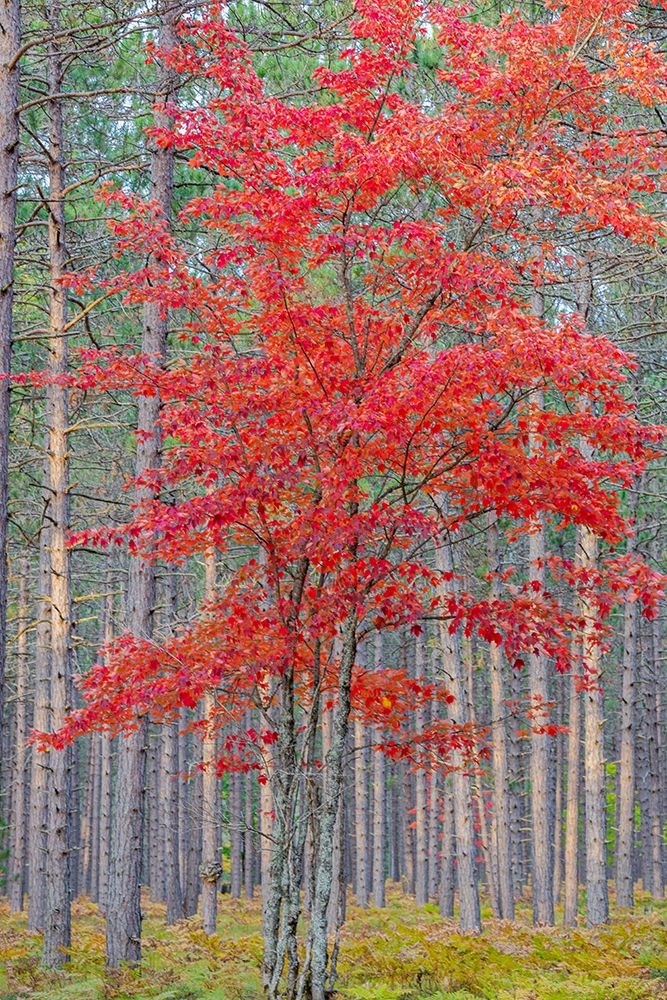 Red Maple tree in pine forest in fall-Alger County-Michigan art print by Richard and Susan Day for $57.95 CAD