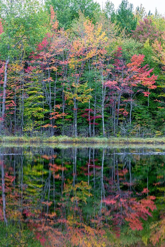 Thornton Lake in fall color-Alger County-Michigan art print by Richard and Susan Day for $57.95 CAD