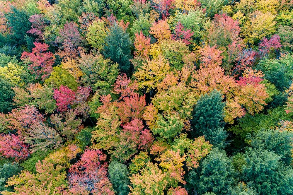 Aerial view of Hugoboom Lake in fall color-Alger County-Michigan art print by Richard and Susan Day for $57.95 CAD