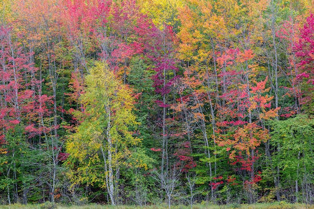 Thornton Lake in fall color-Alger County-Michigan art print by Richard and Susan Day for $57.95 CAD