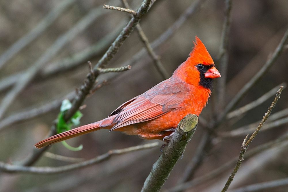 Minnesota-Mendota Heights-Mohican Lane-Northern Cardinal art print by Bernard Friel for $57.95 CAD