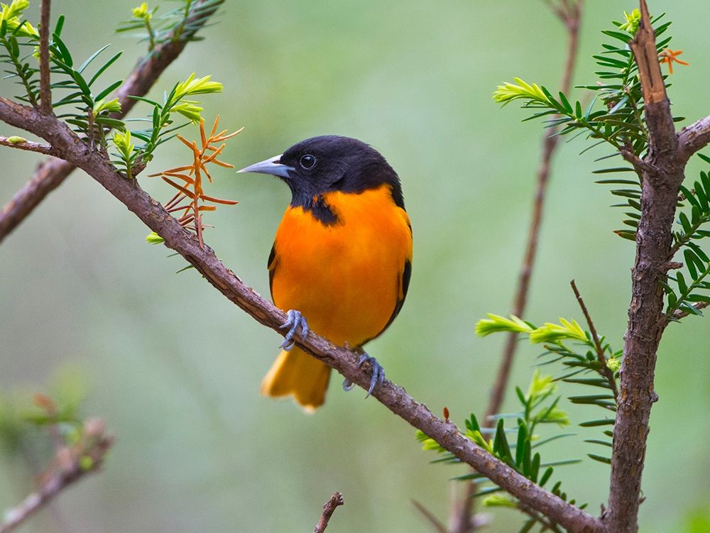 Minnesota-Mendota Heights-Mohican Lane-Baltimore Oriole art print by Bernard Friel for $57.95 CAD