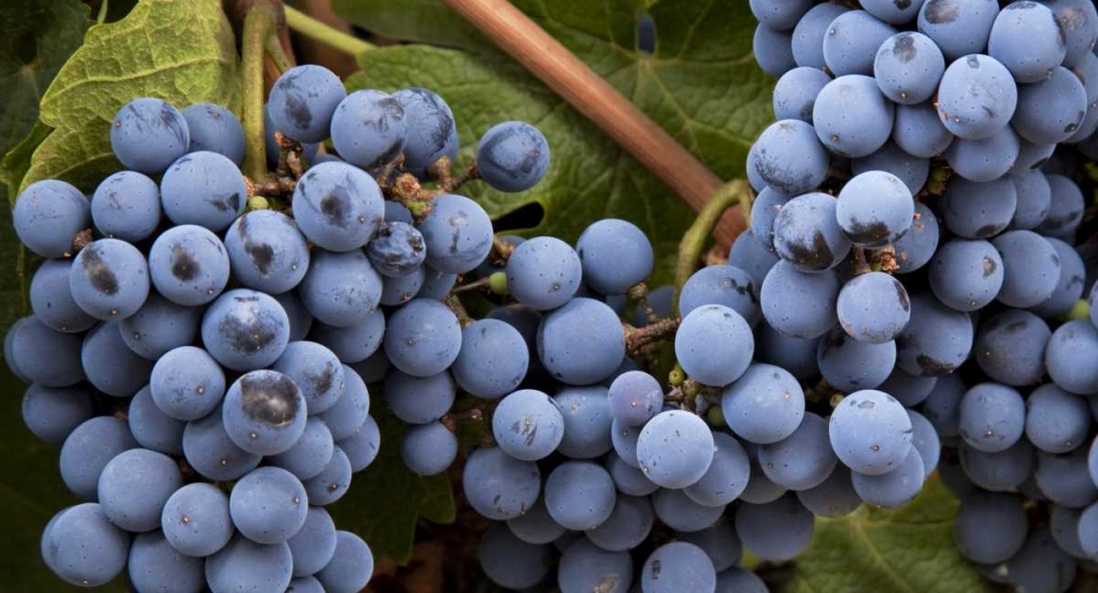 Argentina, Mendoza Purple grapes on the vine art print by Wendy Kaveney for $57.95 CAD