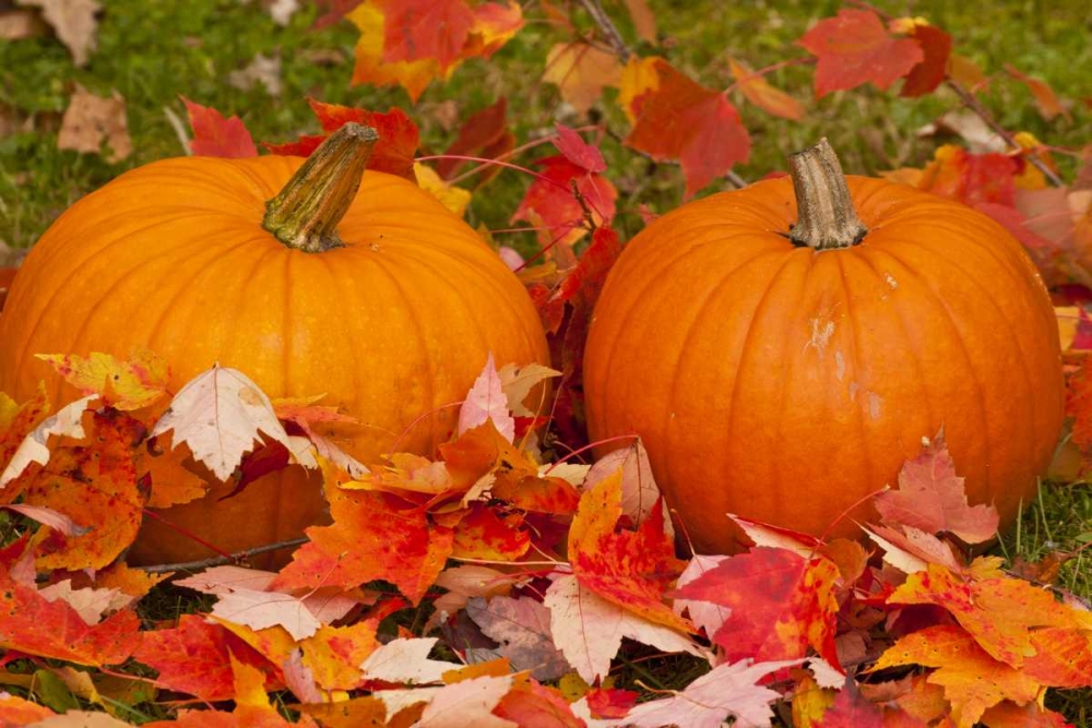 Minnesota Close-up of pumpkins and autumn leaves art print by Cathy and Gordon Illg for $57.95 CAD