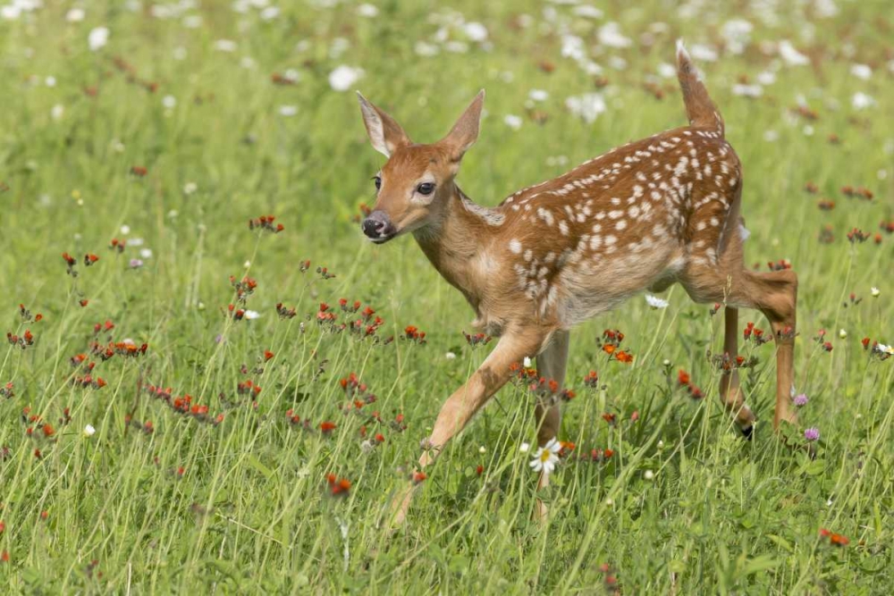 Minnesota White-tailed deer fawn in meadow art print by Wendy Kaveney for $57.95 CAD