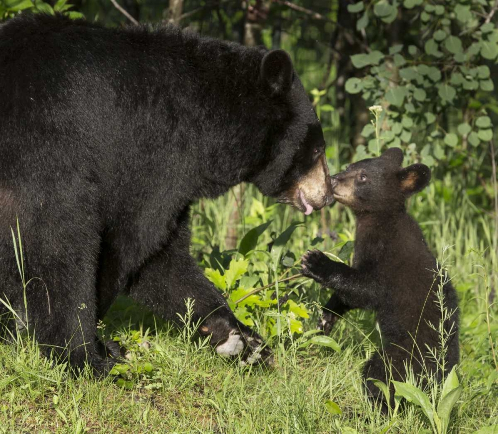 Minnesota, Sandstone Black bear mother and cub art print by Wendy Kaveney for $57.95 CAD