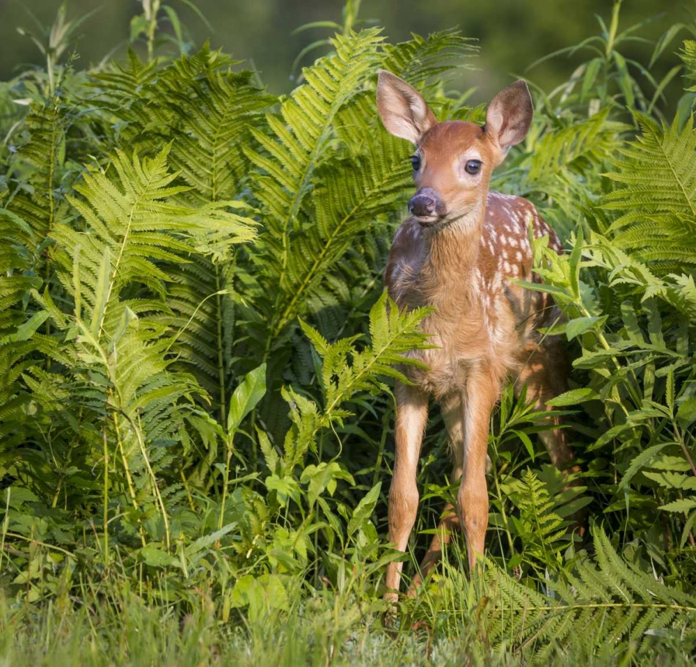 Minnesota White-tailed deer fawn in ferns art print by Wendy Kaveney for $57.95 CAD