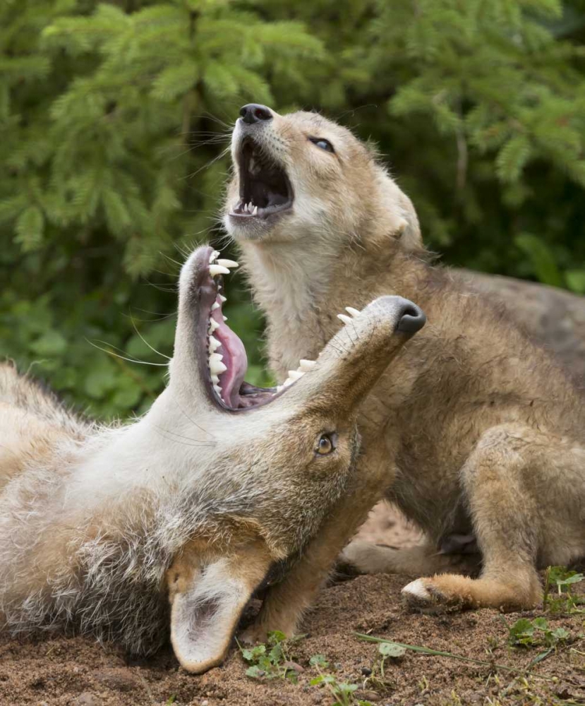 Minnesota, Sandstone Coyote and pup howling art print by Wendy Kaveney for $57.95 CAD