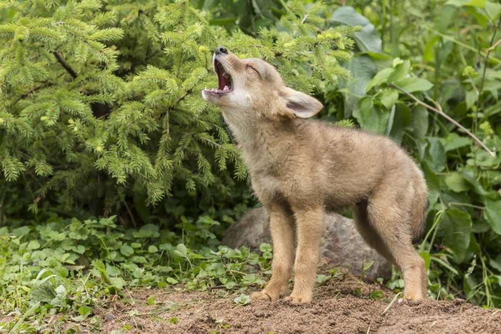 Minnesota, Sandstone Howling coyote pup art print by Wendy Kaveney for $57.95 CAD