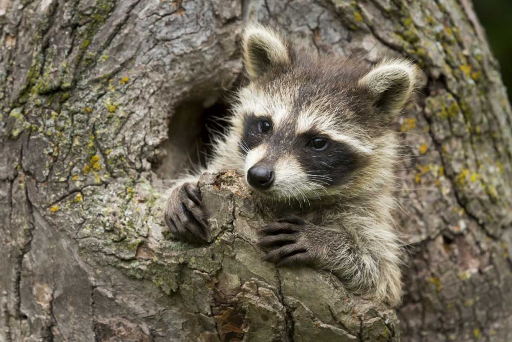 Minnesota, Sandstone Raccoon in a hollow tree art print by Wendy Kaveney for $57.95 CAD